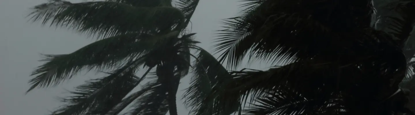 palm trees during hurricane